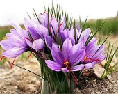 تاراج میراث ۳هزار ساله ایران توسط کشورهای همسایه/ افغانستان به زودی تبدیل به مولد پیاز زعفران دنیا خواهد شد