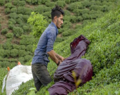 پرداخت ۶۲درصد از مطالبات چایکاران/ تولید چای خشک به بیش از ۱۳هزار تن رسید