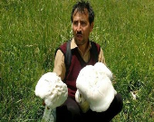 کشف قارچ ۶کیلویی در آذربایجان شرقی+عکس