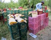 صادرات سیب ۶ برابر شد
