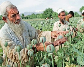 کاهش تولید مواد مخدر در افغانستان به نفع ما نیست